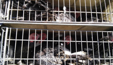 Video: Pavos Transportados Por 12 Horas y Asesinados Para Acción de Gracias de Gente “Estúpida” Video: Pavos Transportados Por 12 Horas y Asesinados Para Acción de Gracias de Gente “Estúpida”