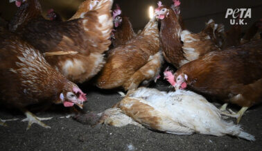 Dejan Pudrir a las Gallinas en Granjas Proveedoras de Happy Egg Co.: una Investigación de PETA UK