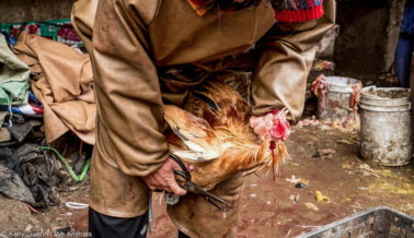 URGENTE: Ayuda a Cerrar los Mercados de Carne con Animales Vivos que Propagan Enfermedades Mortales