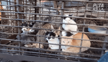 PETA Muestra Imágenes Exclusivas en Mercados Húmedos en 6 Países