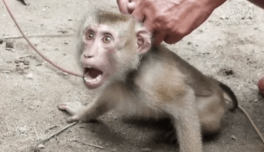 Monos Encadenados y Maltratados por Leche de Coco: Una Investigación de PETA Asia
