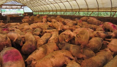 Proveedor de ‘carne feliz’ de Whole Foods al descubierto