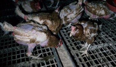 Los Peligrosos Vínculos de la Directora de Bienestar Animal con la Industria de la Carne