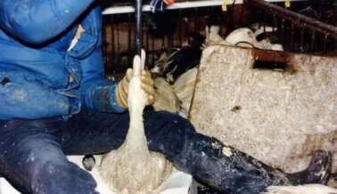 ¡Exígele a Hai Hospitality que Elimine el Foie Gras de Sus Menús!