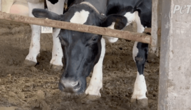 VIDEO: Testigos de PETA exponen la ‘granja del futuro’ como un basurero de lácteos