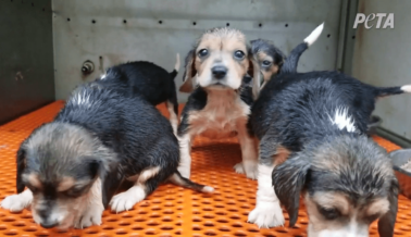 Perros Criados en ‘Fábrica de Cachorros’ y sus Bebés Vendidos Para Experimentación