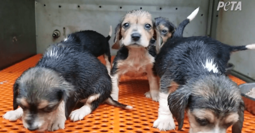 Desmantelando a los maltratadores de animales desde adentro: escucha cómo PETA actúa encubierto