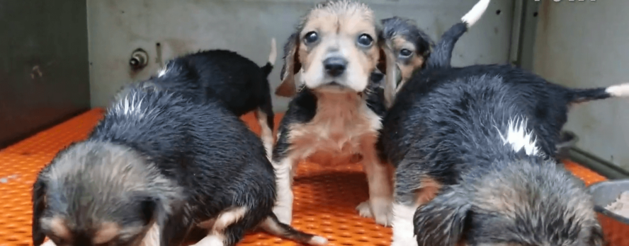¡CULPABLE! PETA expuso a Envigo, y ahora la veterinaria de su centro de cría de beagles ha sido condenada por 7 cargos