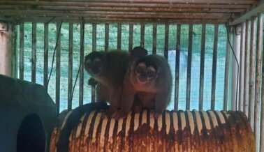 ¡Victoria! Autoridades Colombianas Rescatan Monos de Laboratorio Financiado por los NIH
