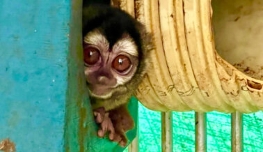 ¡Victoria! Gracias a PETA, Estos Experimentos en Monos en Colombia, Financiados por los NIH, Han Sido ¡SUSPENDIDOS!