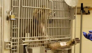 Laja the baboon reaching their arm out of the cage
