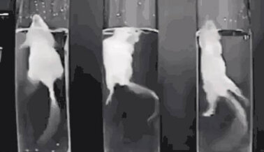 ¡Exígele al IPN que prohíba ya la prueba de nado forzado!