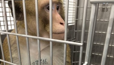 La Letanía de Los Horrores de Laboratorio: Un Exposé de PETA