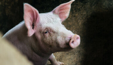 Evita que la Facultad de Medicina de Tennessee mutile cerdos en prácticas mortales