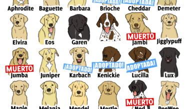 Insta al Consejo de Texas AM a Liberar a los 19 Perros Condenados a Prisión Perpetua en Laboratorios