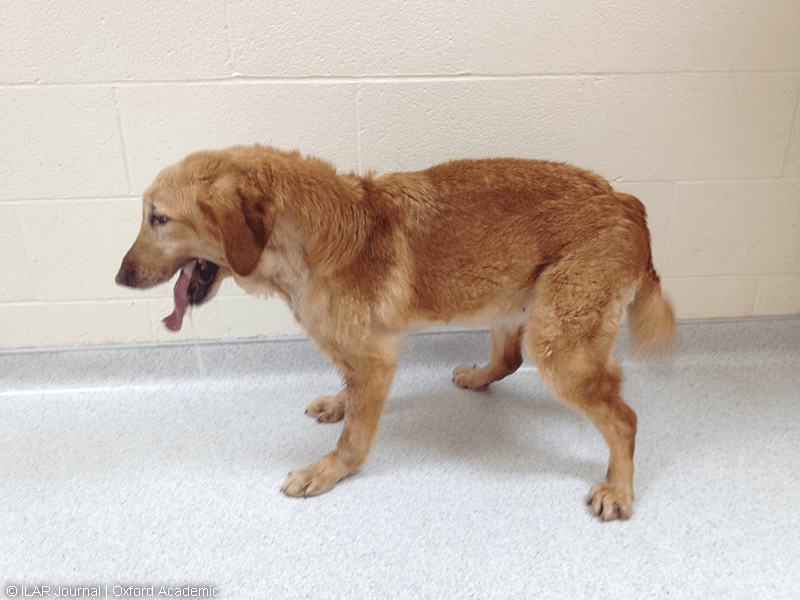 Texas A&M MD dog lab