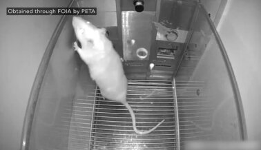 La Universidad Estatal de Utah está atormentando a las ratas en el curso de psicología