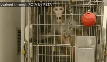 PETA Exposé: Desechos Tóxicos, Enfermedades, Monos Muertos en las Instalaciones con Monos de UW