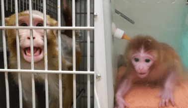 Investigación Encubierta de PETA: Separan a Monos Bebés de sus Madres, Aplican Descargas Eléctricas en Penes y Más en Laboratorio Trastornado