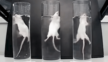 El CEO de Eli Lilly se Niega a Dejar de “Casi Ahogar” Animales Pequeños