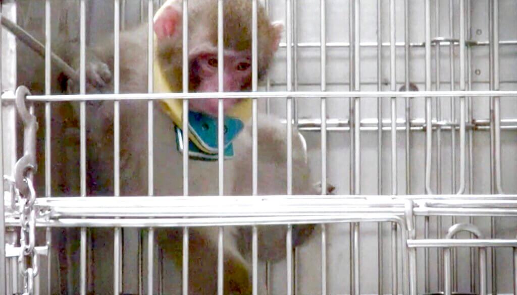 An infant monkey at the ONPRC, in a cage, looking down, very sad.