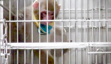 Los Crueles Experimentos en Monos que el ONPRC no Quería que Vieras
