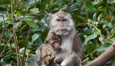 Wamos Air: No Transporten Monos a Laboratorios