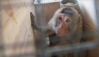 ¡PETA exige a funcionarios canadienses acabar con la importación de monos hoy!