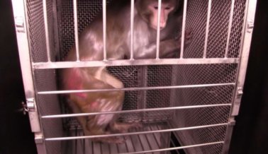 VIDEO EXCLUSIVO DE PETA: Experimentadores del gobierno aterrorizan a monos con serpientes