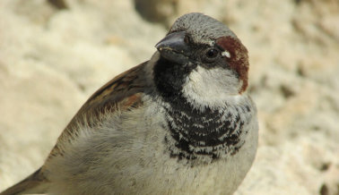 PETA Revela el Último Experimento Enfermizo e Inútil de la Atormentadora de Aves