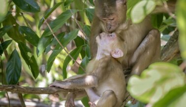 Presión de PETA da resultados: Los NIH dan un gran paso para alejarse de los experimentos en animales
