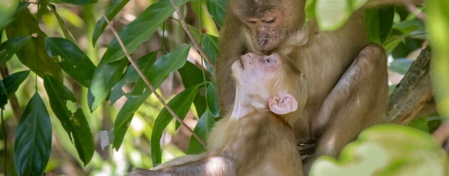Presión de PETA da resultados: Los NIH dan un gran paso para alejarse de los experimentos en animales
