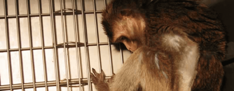 Conoce al cruel grupo de experimentadores de la UW que mata monos en pruebas cerebrales