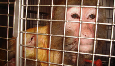 PETA a Conquest Air Cargo: No Lleven Monos a Laboratorios