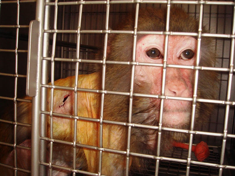 An injured monkey with gaping hole in his side is looking out of the bars of a small cage cage