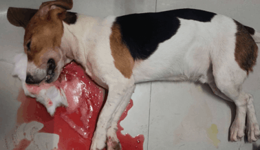 ¡CIÉRRENLO! Perros en charcos de sangre y monos asesinados en un laboratorio indio