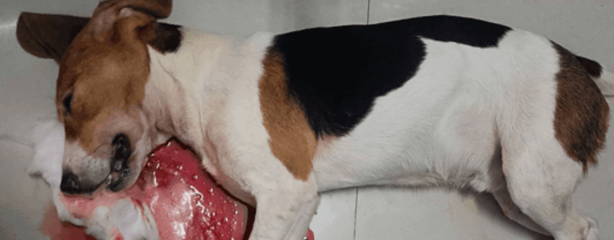 ¡CIÉRRENLO! Perros en charcos de sangre y monos asesinados en un laboratorio indio