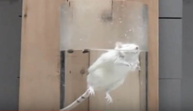 Temor y Terror en un Laboratorio con Animales Perteneciente al Gobierno Temor y Terror en un Laboratorio con Animales Perteneciente al Gobierno