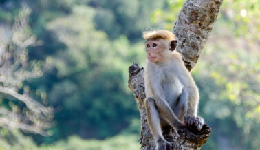 Coconut Cloud, sin saberlo, puede estar apoyando el trabajo forzado de monos en Tailandia