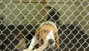 PETA Expone un Infierno en Vida de Perros que Esperan su Sentencia de Muerte en Laboratorios
