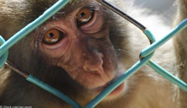 Agencia federal se está demorando: ¡1000 monos en peligro de extinción necesitan tu ayuda!