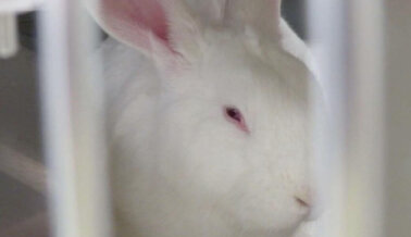 PETA Pone al Descubierto al Centro Médico de la Universidad de Vanderbilt, un Infierno para los Animales