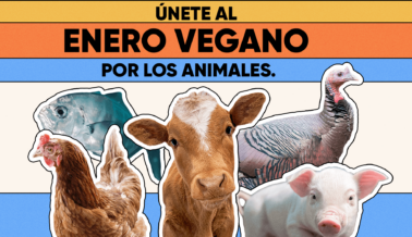 De Quién se Trata ‘Enero Vegano’ en Realidad: Los Animales