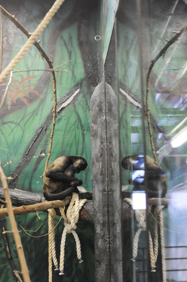 Very-sad-monkey-in-zoo