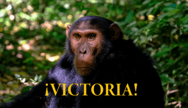 ¡Victoria! Hallmark pone fin a ventas de tarjetas de ‘Chimpancé sonriente’ tras presión de PETA