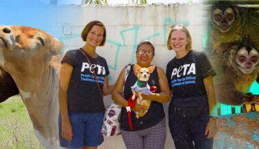 Así es como PETA Latino ha Marcado la Diferencia para los Animales