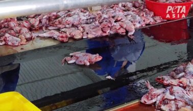 Investigadores de PETA Asia encuentran ranas que aún respiran tras ser abiertas