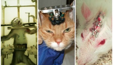 ¡Abominable! 6 horribles experimentos en animales que están sucediendo ahora mismo