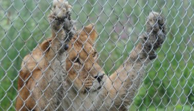 León matado de un disparo por comportarse como un animal salvaje
