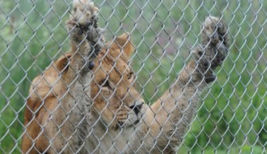 León matado de un disparo por comportarse como un animal salvaje